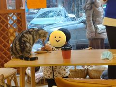 -猫友咖啡店(玉林西路店)