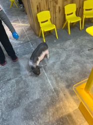 点击看大图 -神奇动物撸宠馆·羊驼·小浣熊·异宠(豫园店)
