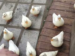 -呀路古热带植物园