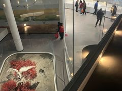 -盐城丹顶鹤湿地生态旅游区