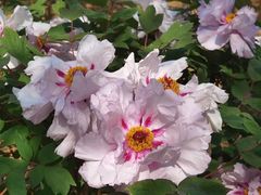 -北京鹫峰国家森林公园