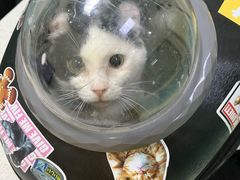 -天宠宠物医院24小时·急重症诊疗中心·全科·腔镜特色(和平分院)