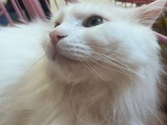 -我爱猫咪·猫咖·狗咖·安哥拉兔·羊驼咖(小寨华旗店)