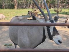 -大连森林动物园