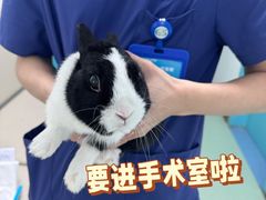 -北京观赏动物医院·24小时大型综合·猫专科·异宠专科