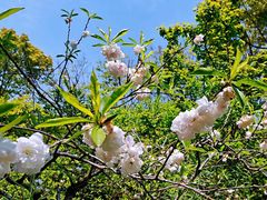 -南汇桃花村