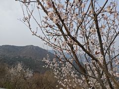-香山公园
