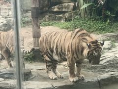 -深圳野生动物园