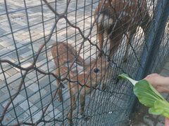 -长白岛森林公园