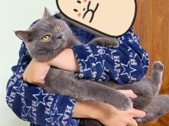 -宠颐生动物医院·猫科·心脏科(海口分院)