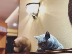 -more than meow吴止猫主题餐厅(承德 中船汇店)