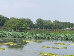 -荷塘月色湿地公园·向阳花洲
