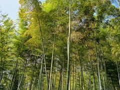 -上海佘山国家森林公园天马山园