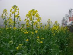 -红山村