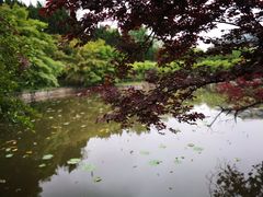 -嘉定紫藤园