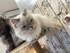 -楼上猫咖(罗湖店)