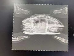 -瑞派·关忠动物医院·异宠专科·犬猫肿瘤·皮肤专科(望京店)