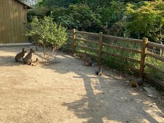 -苏州太湖西山岛开心农场