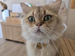 -唐小姐の私宠·宠物洗护美容·撸猫馆·购宠(周浦万达旗舰店)