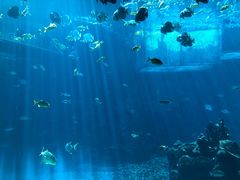 -海棠湾洲际-涛·海底餐厅·美人鱼·自助餐·海底隧道