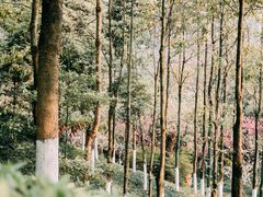 -重庆彩云湖湿地公园