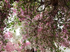 -深圳国际园林花卉博览园