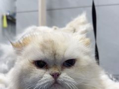 -瑞鹏宠物医院·骨科·猫科·内科(第一中心)
