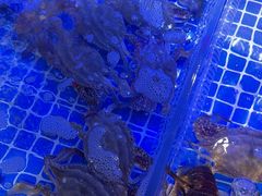 -77号渔船·蒸海鲜青岛菜(积米崖店)