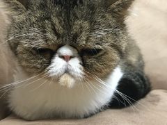 -爱妮康宠物医院·干细胞免疫细胞·肿瘤·心脏(张江店)