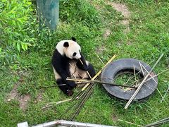 -沈阳森林动物园