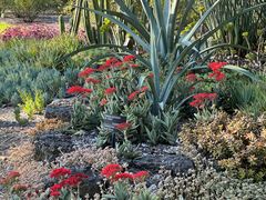 -墨尔本皇家植物园