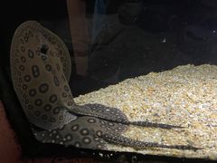 -上海海洋水族馆