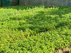 -三亚海棠湾万丽度假酒店