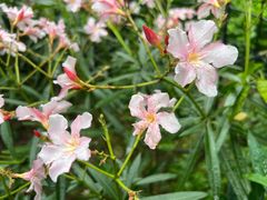 -正佳雨林生态植物园