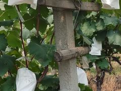 -马陆小张葡萄园农家乐