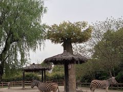 -上海野生动物园