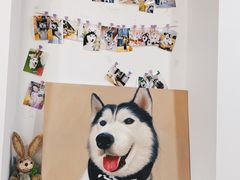-Husky Go! 哈士奇体验馆·宠物咖啡厅狗咖