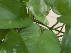 -中恒华茶楼(牌坊店)