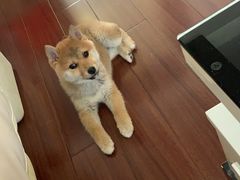 -PETKIT小佩宠物(古北店)