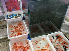 -青石桥花鸟鱼虫市场(叠翠城店)