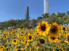 -海心沙亚运公园