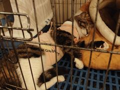 -中农大我爱我爱24h动物医院·中医针灸·猫专科·骨科医疗中心(双井店)