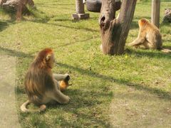 -西安秦岭野生动物园
