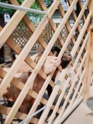 点击看大图 -萌宠亲子动物乐园(槐房万达店)