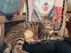 -more than meow吴止猫主题餐厅(承德 中船汇店)