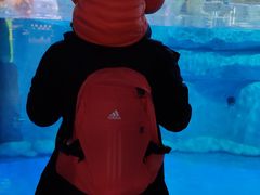 -芜湖新华联大白鲸海洋公园