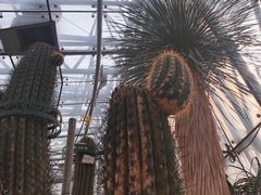 -北京植物园-展览温室