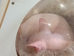 -楼上猫咖(罗湖店)