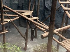 -武汉动物园