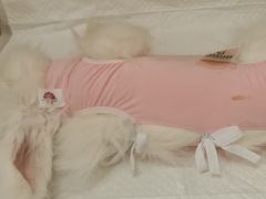 -北京观赏动物医院·24小时大型综合·猫专科·异宠专科